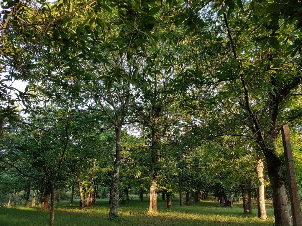 Villa Glamping Frog Farm Foz do Sousa Exterior foto